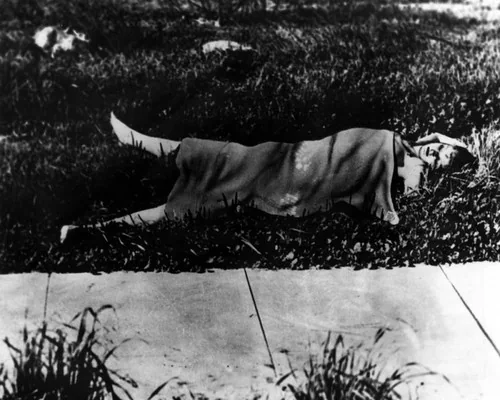 Black Dahlia murder scene